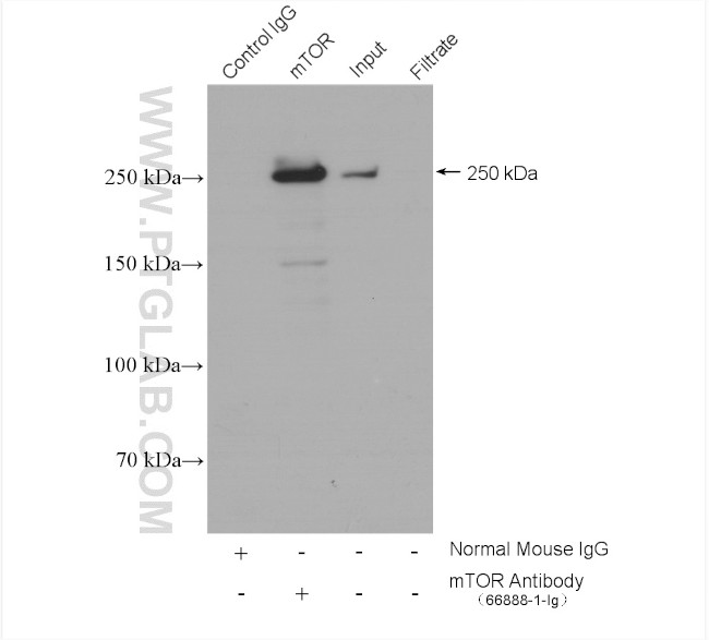 mTOR Antibody in Immunoprecipitation (IP)