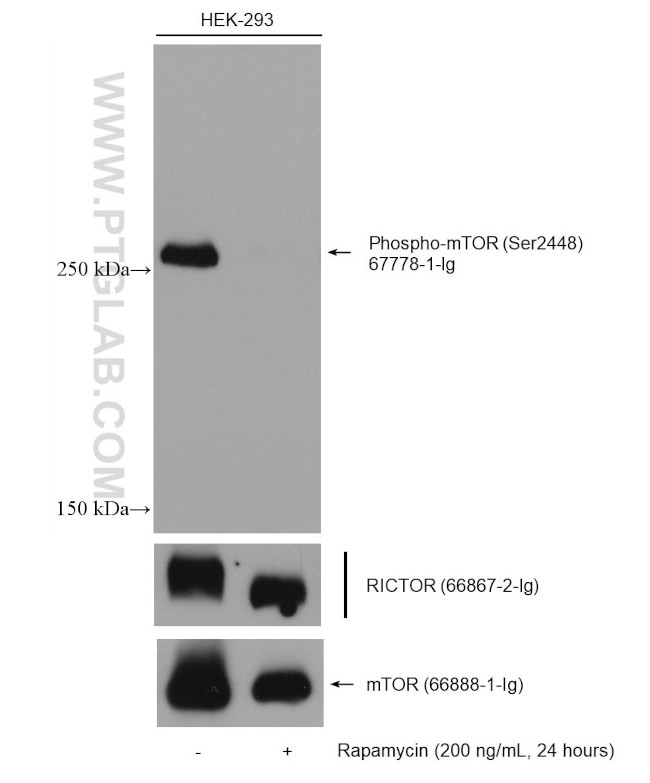 mTOR Antibody in Western Blot (WB)