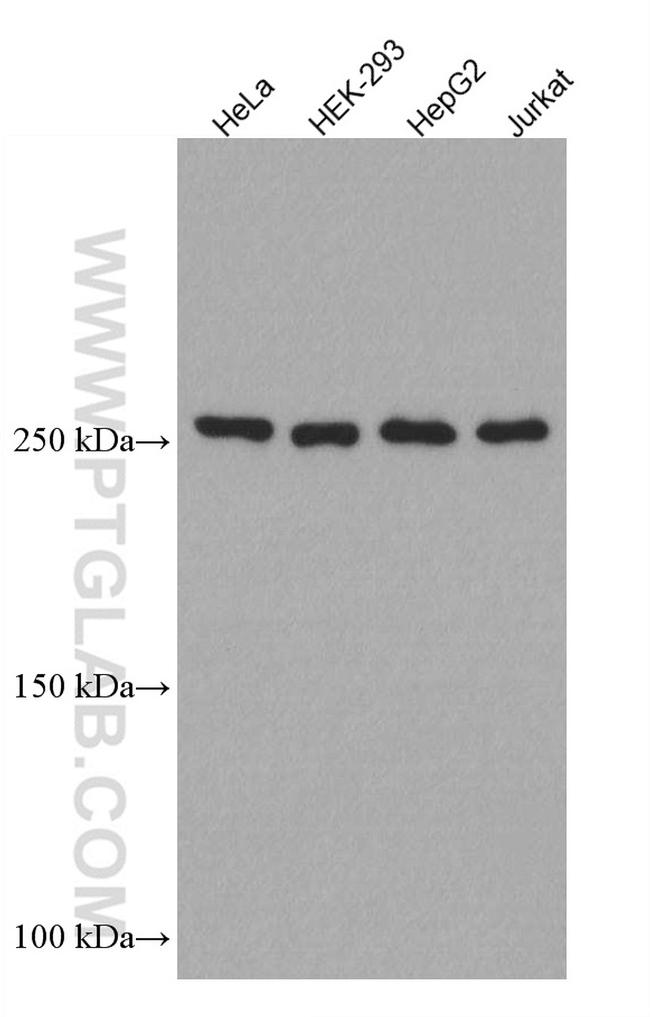 mTOR Antibody in Western Blot (WB)