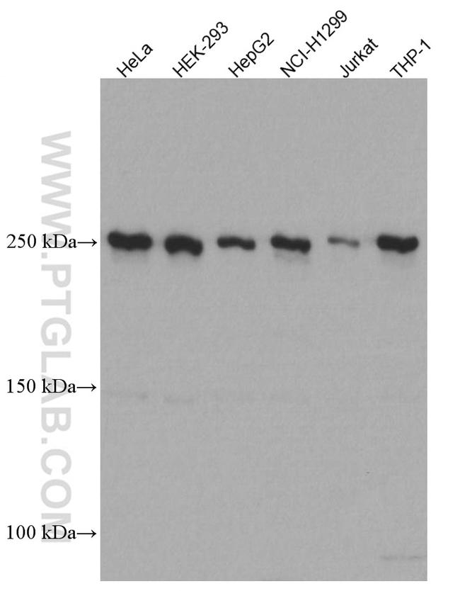 mTOR Antibody in Western Blot (WB)