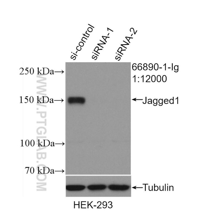 Jagged1 Antibody in Western Blot (WB)