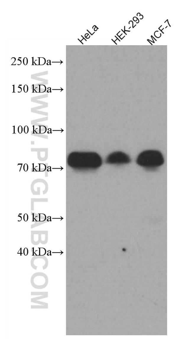 YAP1 Antibody in Western Blot (WB)