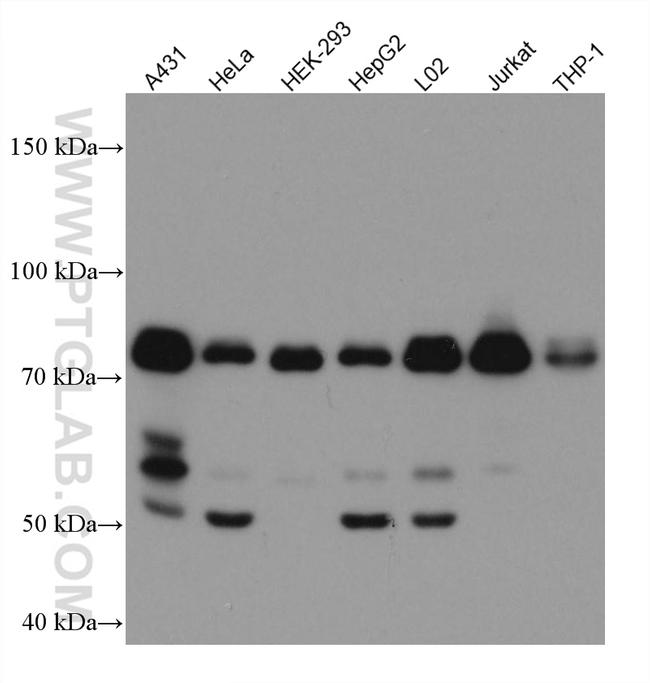 MAVS/VISA Antibody in Western Blot (WB)