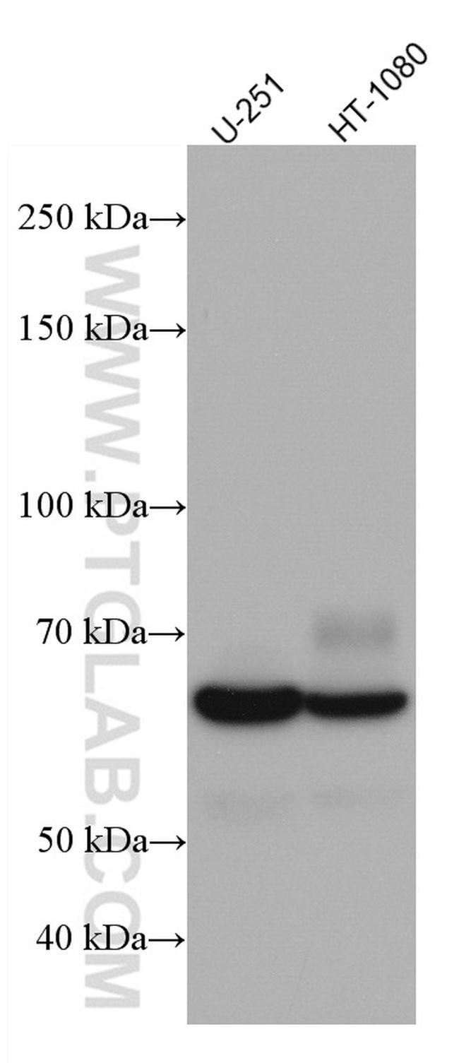 Poliovirus receptor Antibody in Western Blot (WB)