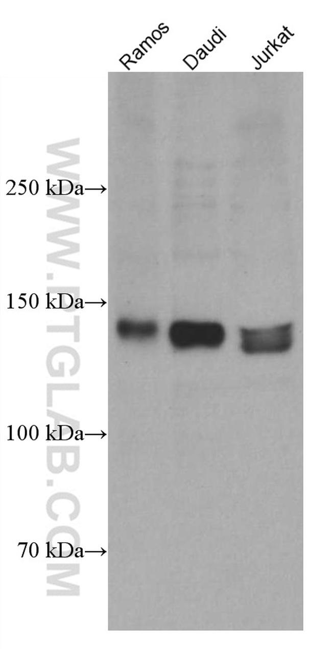 NFATC2 Antibody in Western Blot (WB)