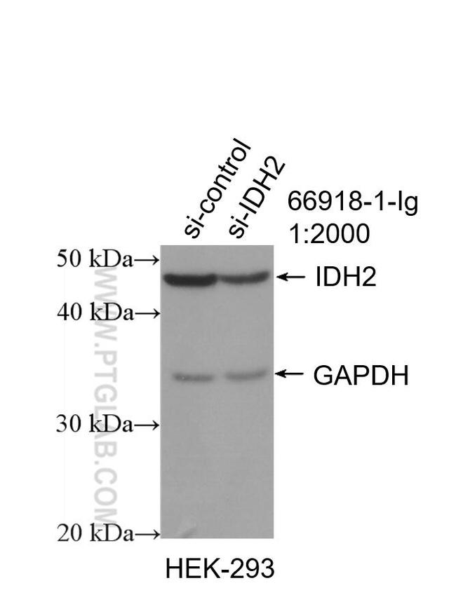 IDH2 Antibody in Western Blot (WB)