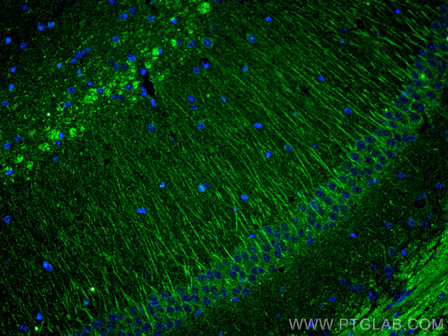 PTGER4 Antibody in Immunohistochemistry (Paraffin) (IHC (P))