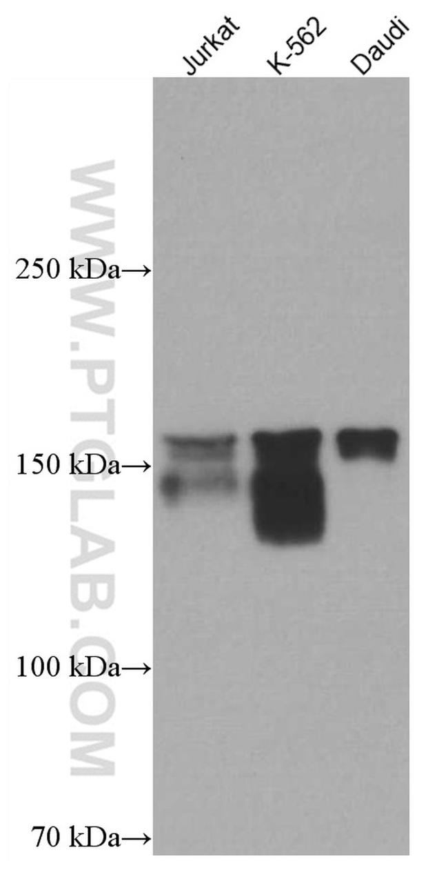 NFATC3 Antibody in Western Blot (WB)