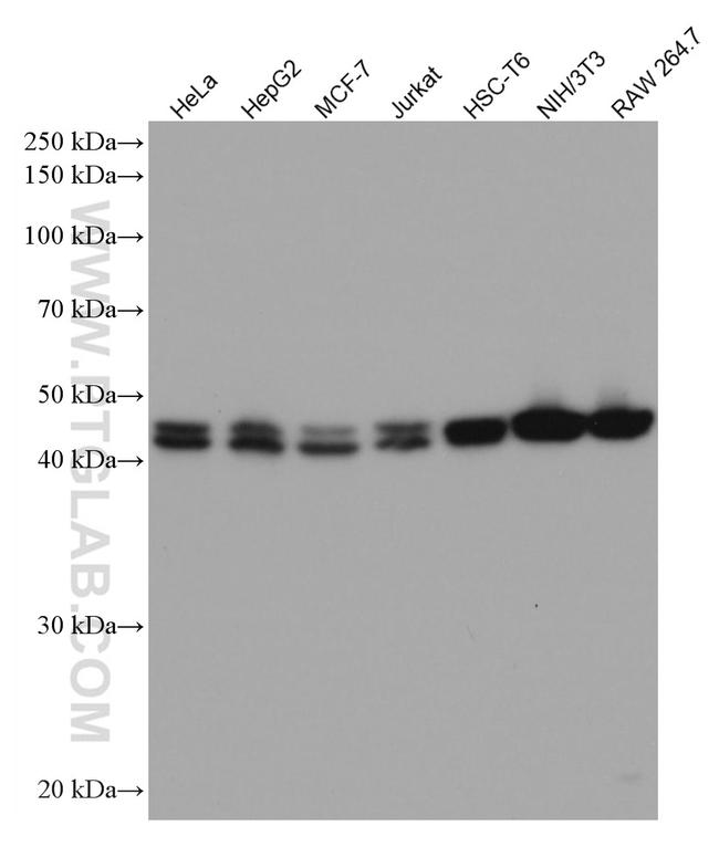 ADK Antibody in Western Blot (WB)