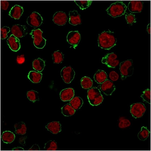 CD43 (T-Cell Marker) Antibody in Immunocytochemistry (ICC/IF)