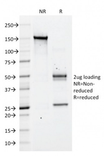 CD43 (T-Cell Marker) Antibody in SDS-PAGE (SDS-PAGE)