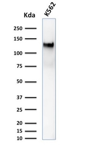 CD43 (T-Cell Marker) Antibody in Western Blot (WB)