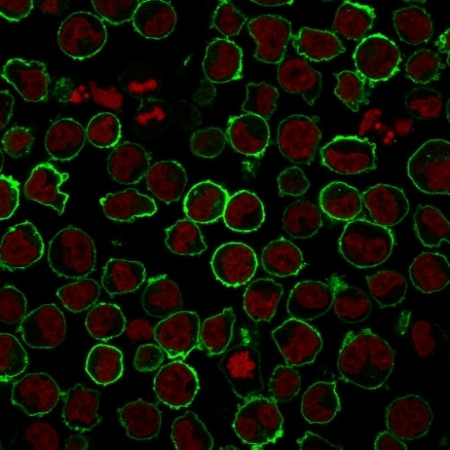 CD43 Antibody in Immunocytochemistry (ICC/IF)