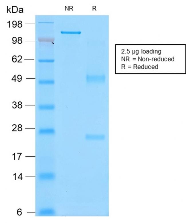 CD43 Antibody in SDS-PAGE (SDS-PAGE)