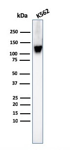 CD43 (T-Cell Marker) Antibody in Western Blot (WB)