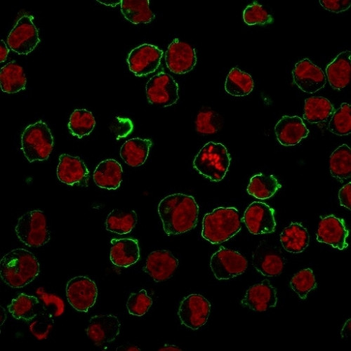 CD43 (T-Cell Marker) Antibody in Immunocytochemistry (ICC/IF)