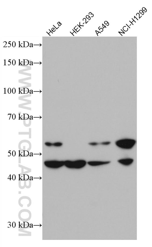 MMP12 Antibody in Western Blot (WB)