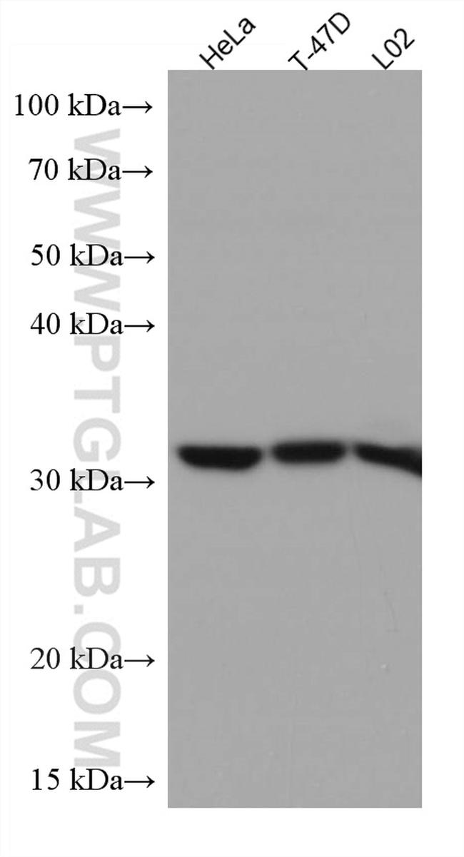 RACK1/GNB2L1 Antibody in Western Blot (WB)