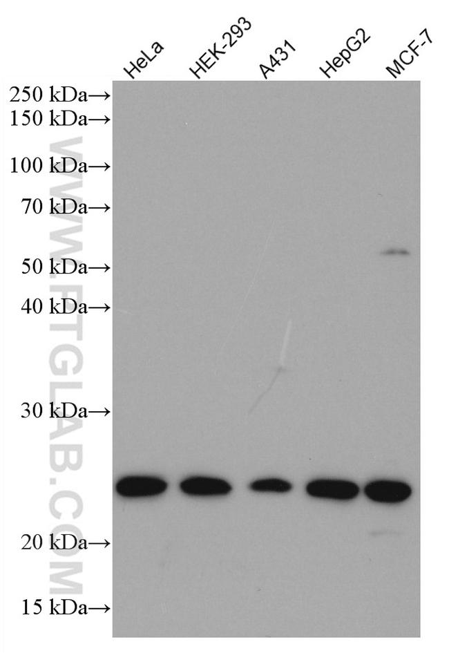 MRRF Antibody in Western Blot (WB)