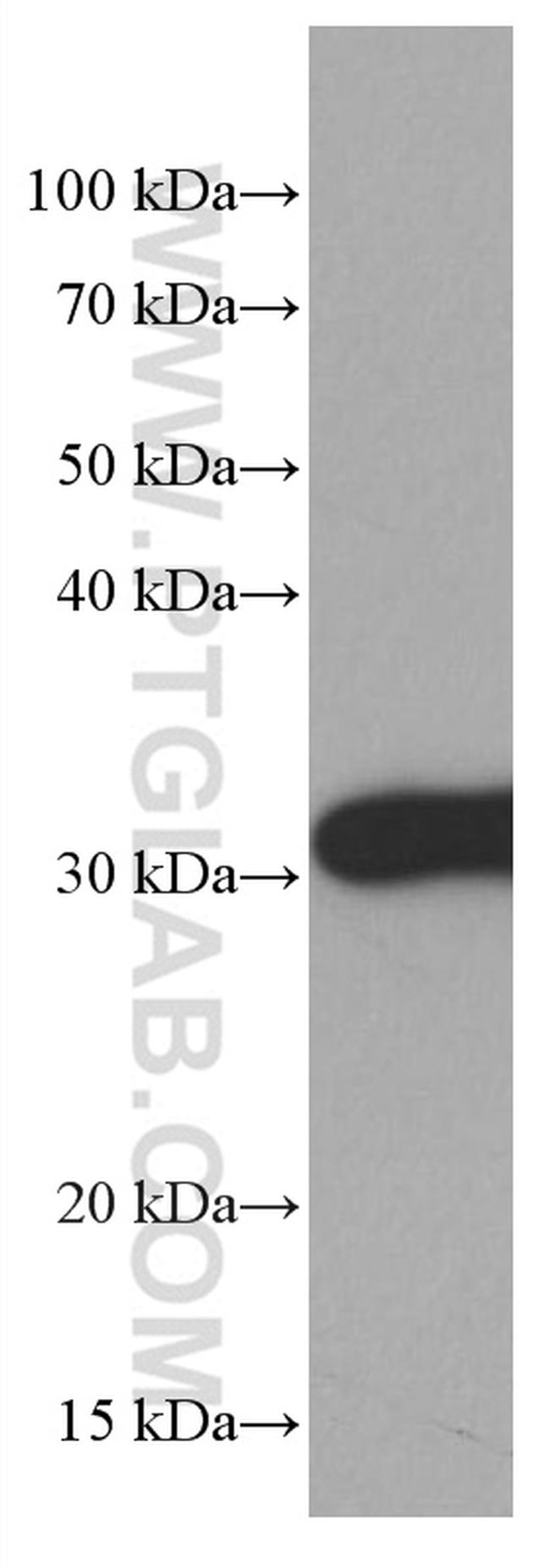 14-3-3E Antibody in Western Blot (WB)