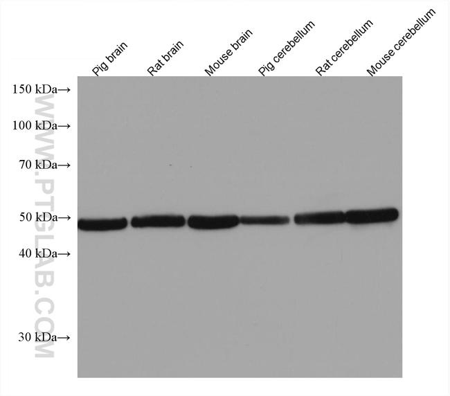 TMEM119 Antibody in Western Blot (WB)