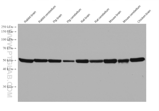 TMEM119 Antibody in Western Blot (WB)