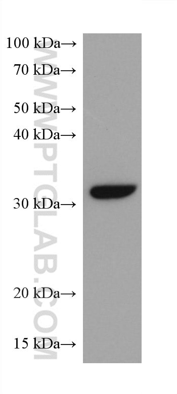 CDK4 Antibody in Western Blot (WB)