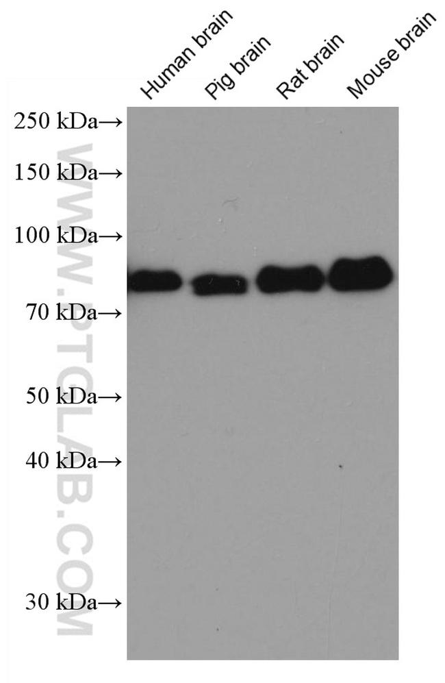 DBR1 Antibody in Western Blot (WB)