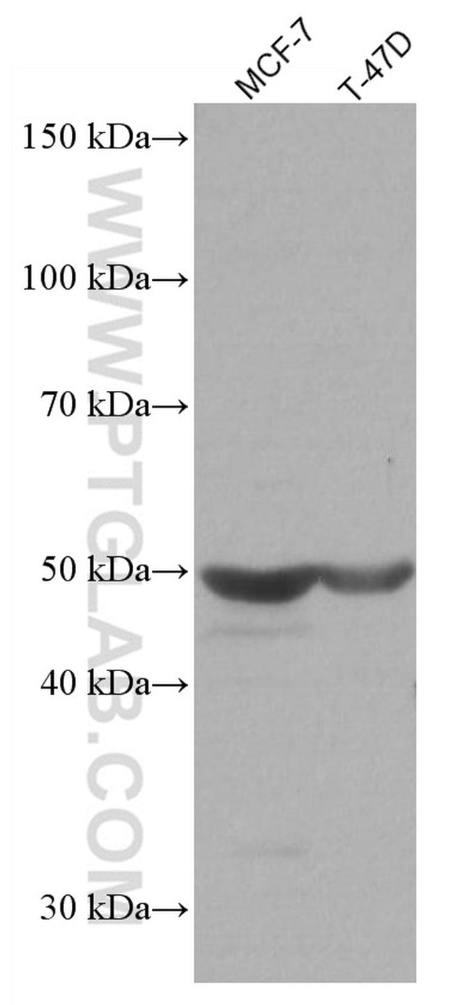 NOTUM Antibody in Western Blot (WB)