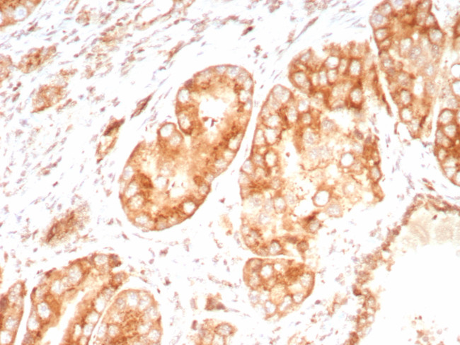 Osteopontin (OSP)/Secreted Phosphoprotein 1 (SPP1) Antibody in Immunohistochemistry (Paraffin) (IHC (P))