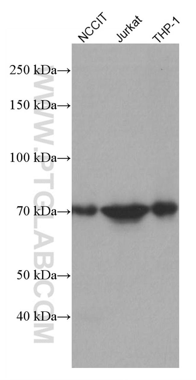 NDC80 Antibody in Western Blot (WB)