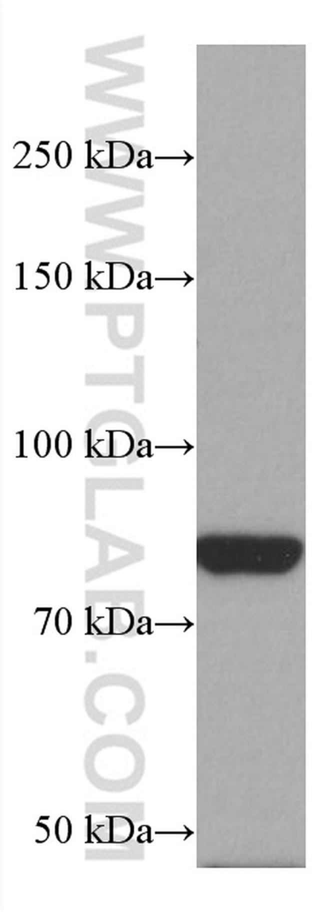 PAK7 Antibody in Western Blot (WB)