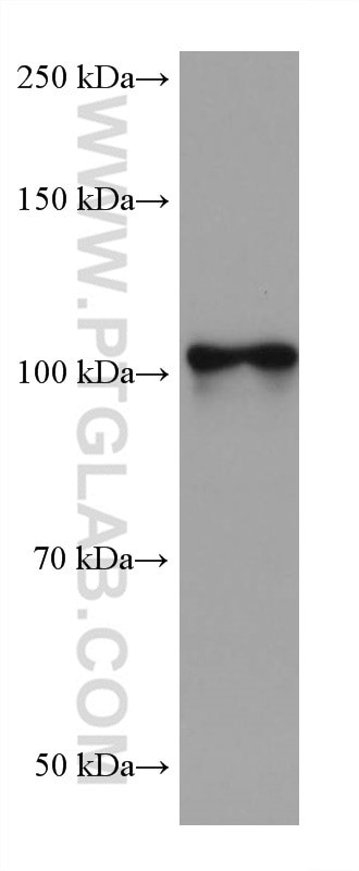 NLGN1 Antibody in Western Blot (WB)