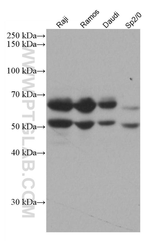 IKZF1 Antibody in Western Blot (WB)