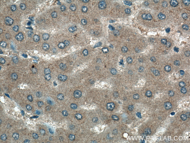 EPO Antibody in Immunohistochemistry (Paraffin) (IHC (P))