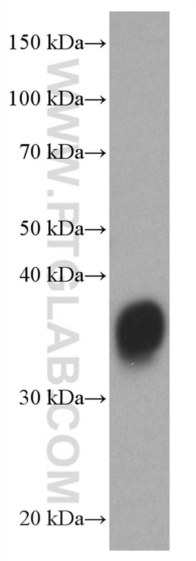 EPO Antibody in Western Blot (WB)