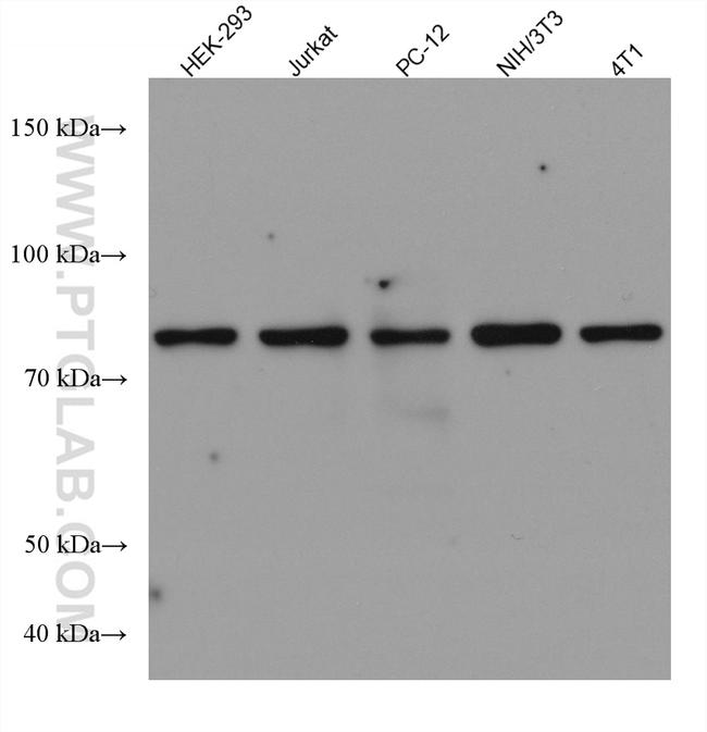 CUL1 Antibody in Western Blot (WB)