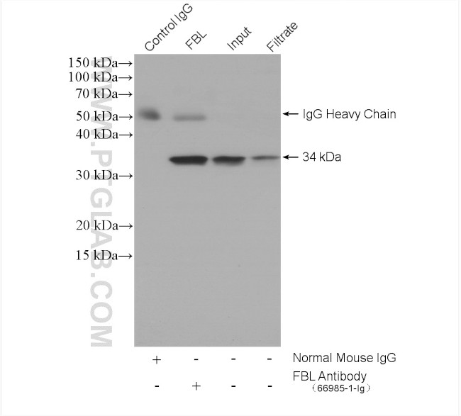 FBL Antibody in Immunoprecipitation (IP)