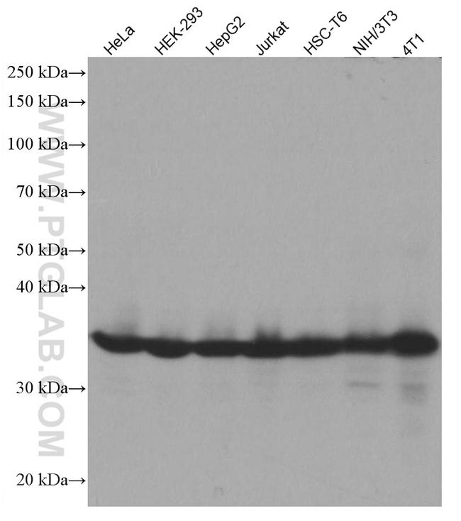 FBL Antibody in Western Blot (WB)