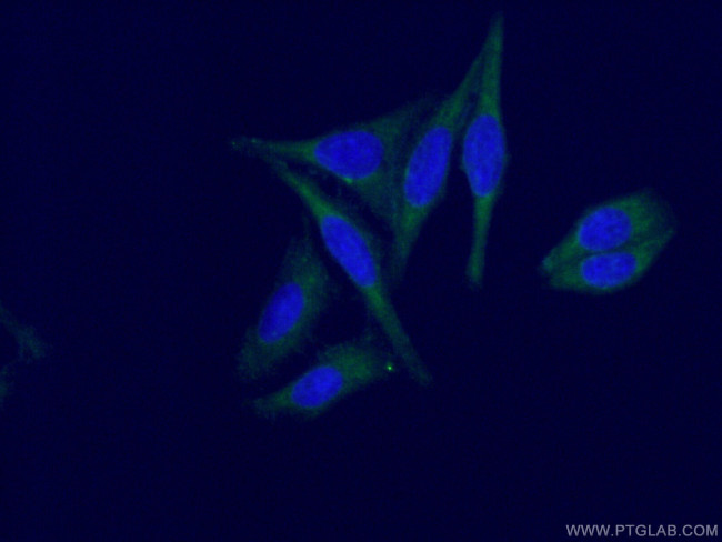 LHPP Antibody in Immunocytochemistry (ICC/IF)