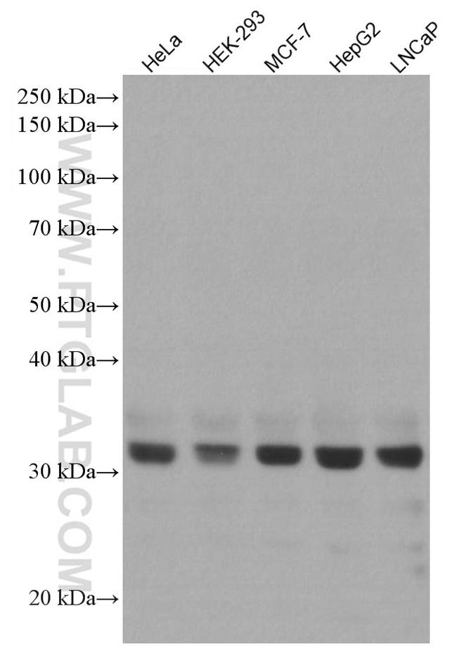 COPE Antibody in Western Blot (WB)