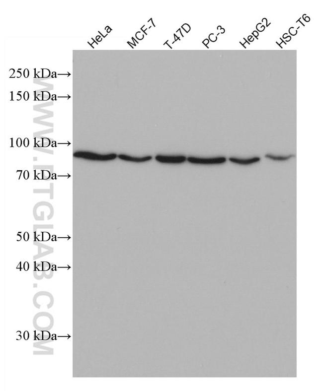 CEP63 Antibody in Western Blot (WB)