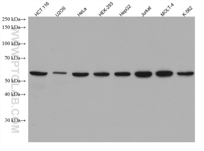 NUP50 Antibody in Western Blot (WB)