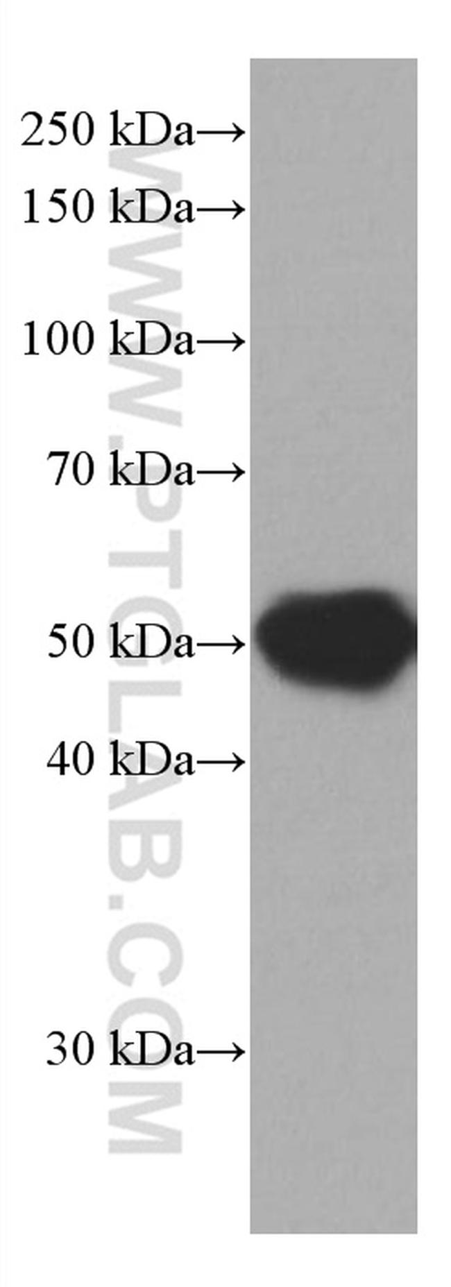 fetuin-B Antibody in Western Blot (WB)