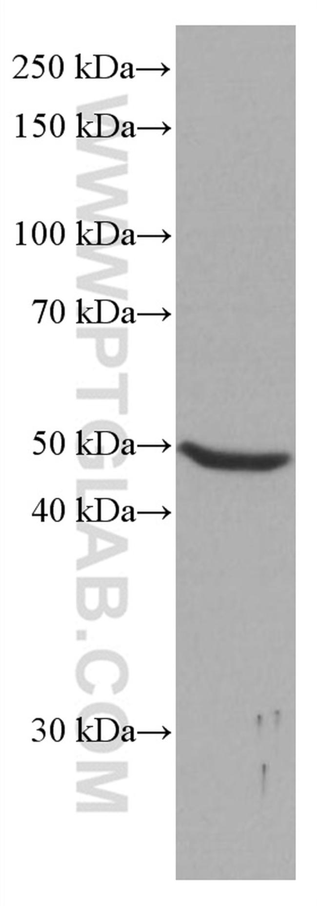 NEIL1 Antibody in Western Blot (WB)