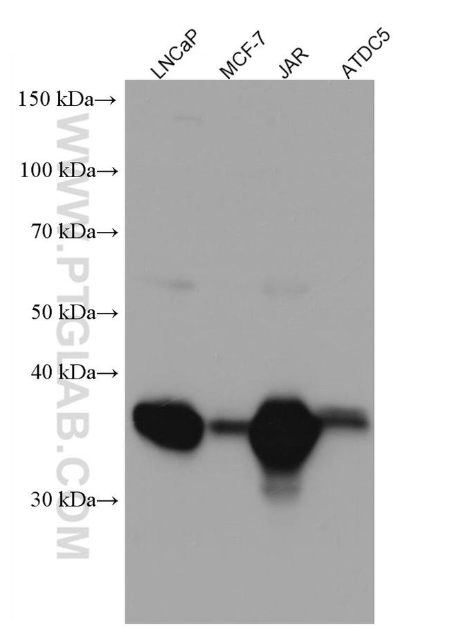 LGMN Antibody in Western Blot (WB)