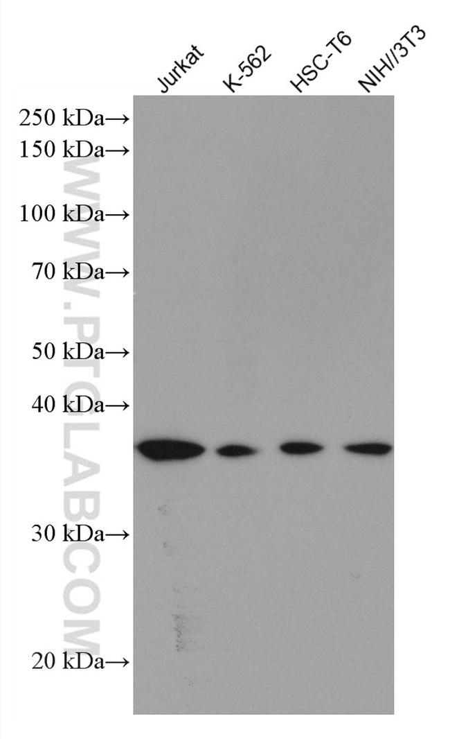 RAD51 Antibody in Western Blot (WB)