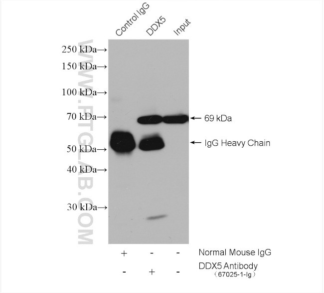 DDX5 Antibody in Immunoprecipitation (IP)