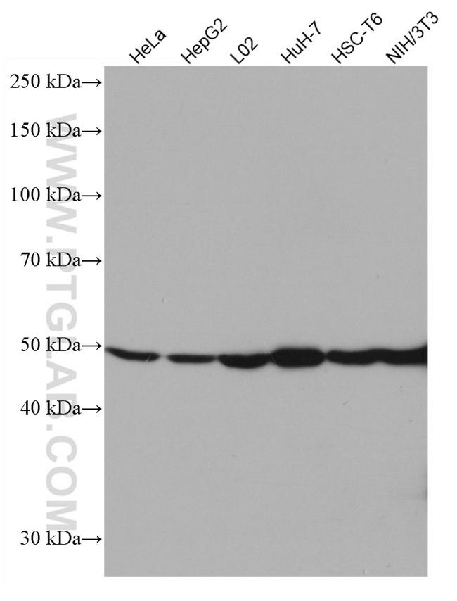 GLUD1 Antibody in Western Blot (WB)