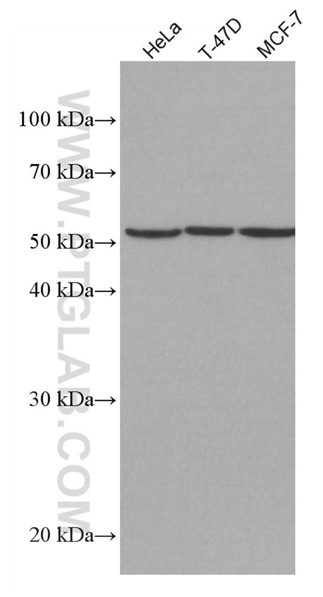 CYP1B1 Antibody in Western Blot (WB)